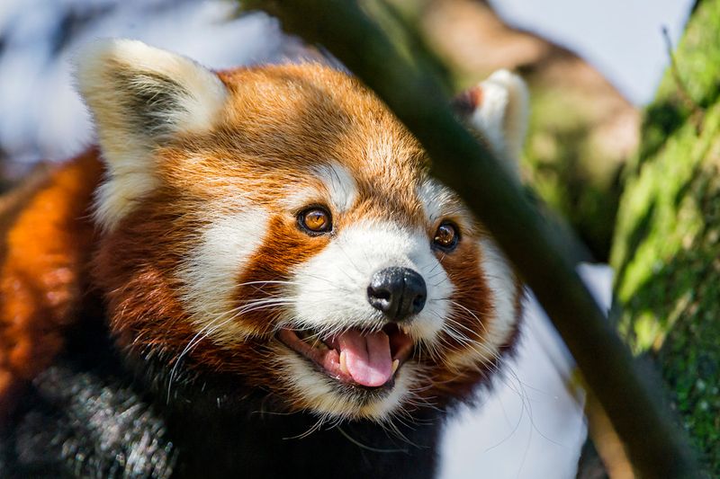 Red Panda