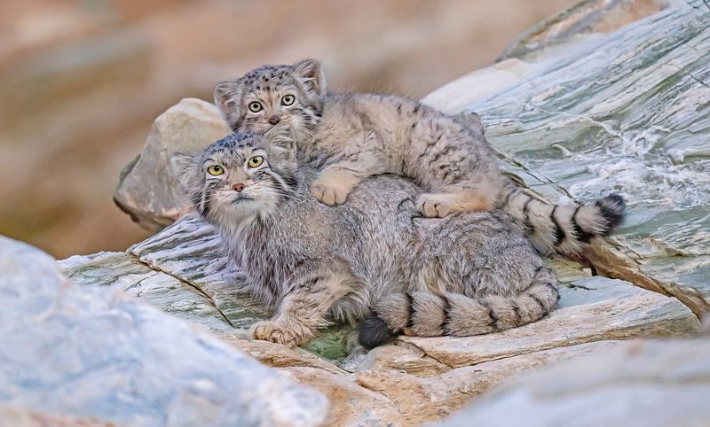 Pallas's Cats: Wild Fluff Monsters