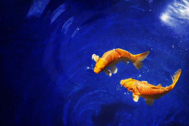 Koi Fish: Swimming Through Generations