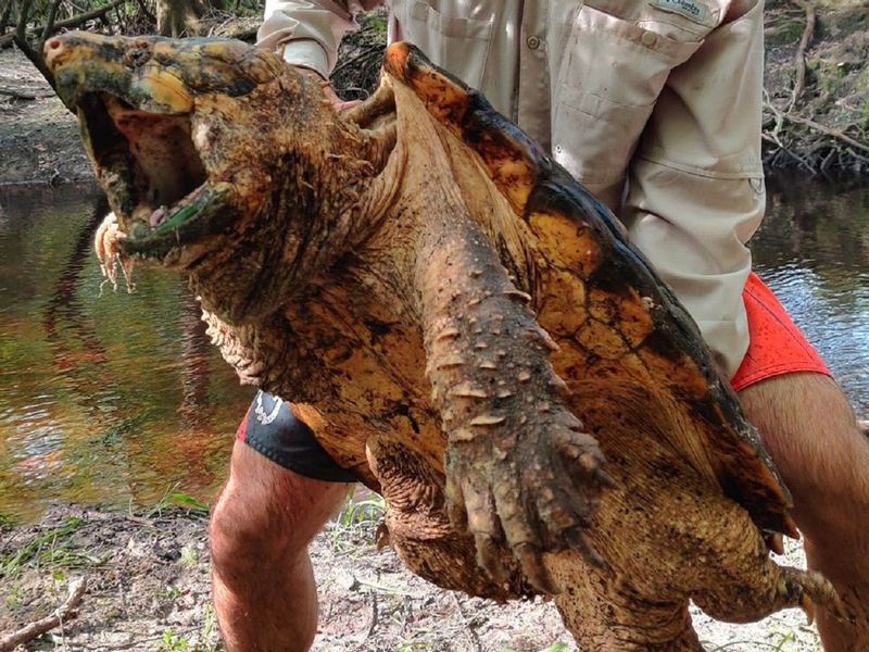 Alligator Snapping Turtles