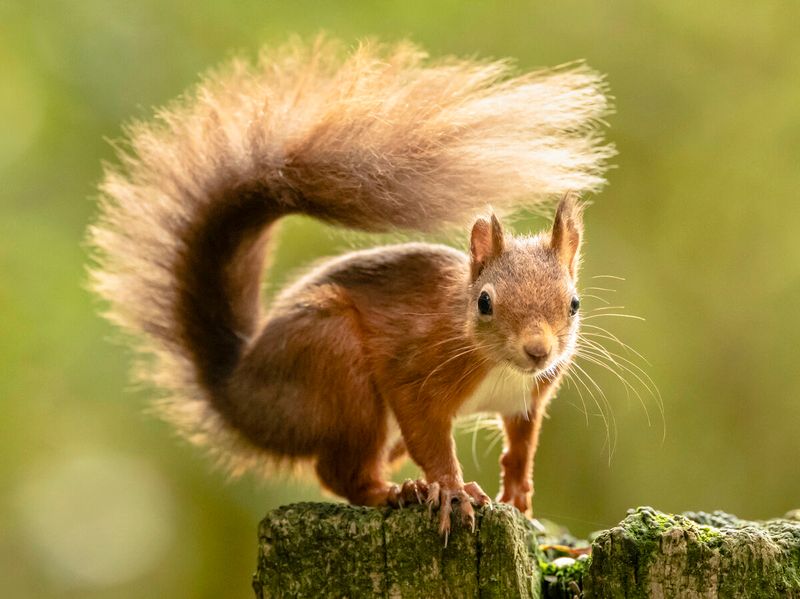 How Ireland Is Protecting Its Reds