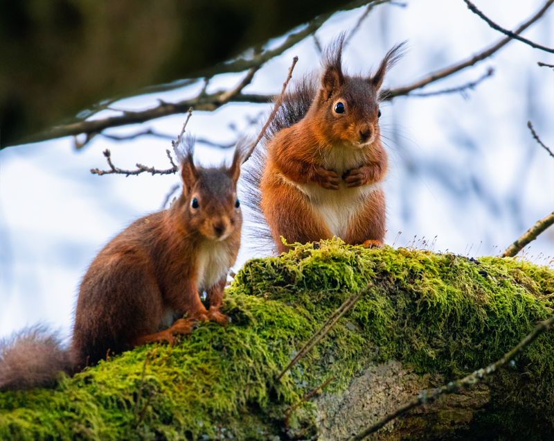 Where Red Squirrels Still Survive