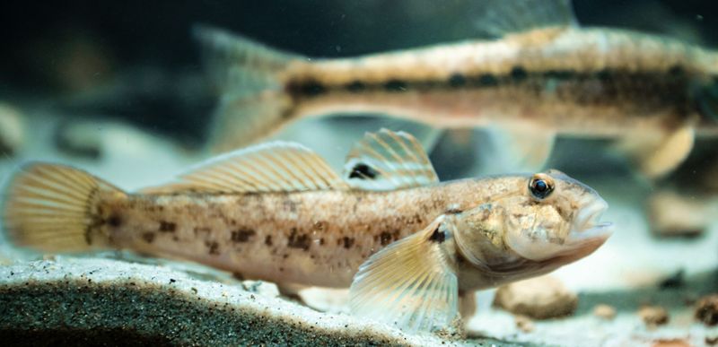 Round Goby