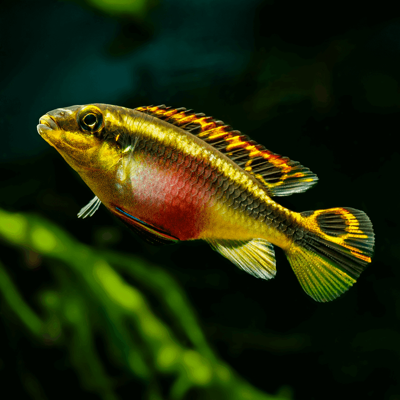 Rainbow Kribensis