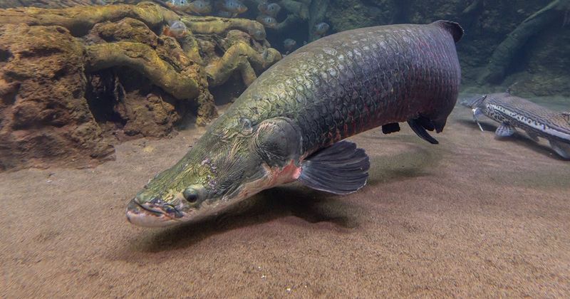 Arapaima: Prehistoric River Giants