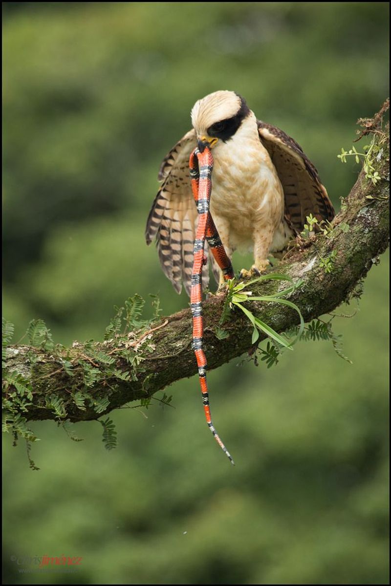 Laughing Falcon