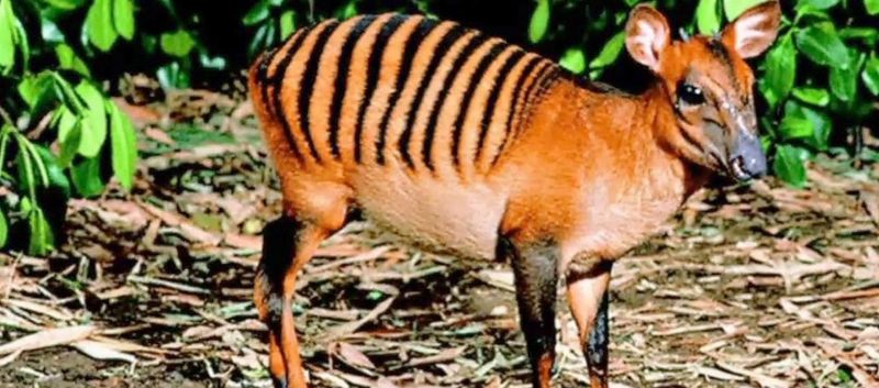 Zebra Duiker (Liberia)