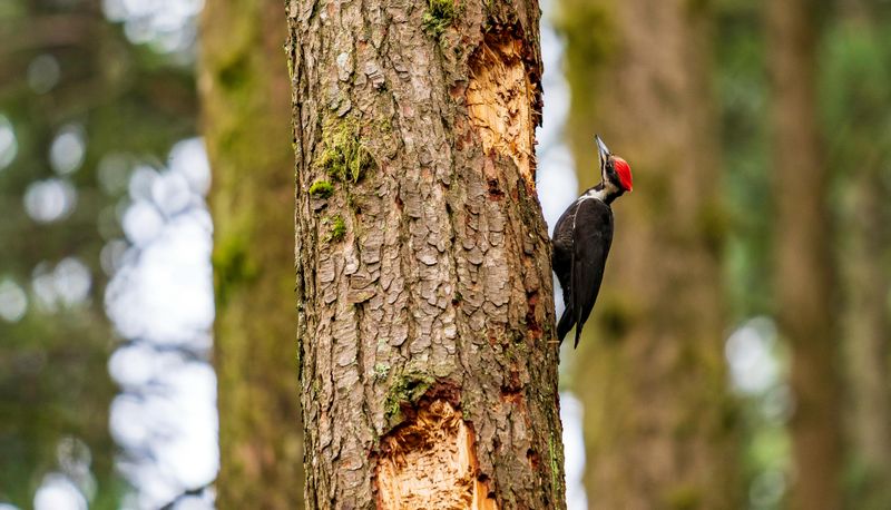 Woodpecker