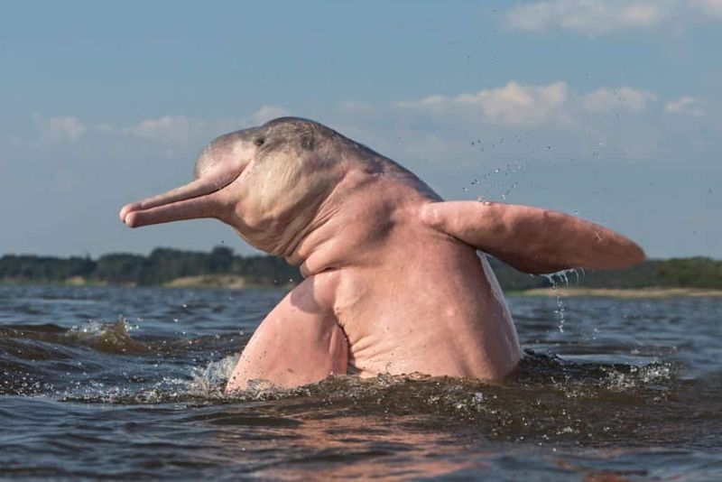 Pink River Dolphin – The Amazon's Enigmatic Dweller
