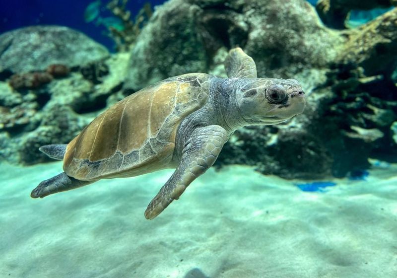 Kemp's Ridley Sea Turtle