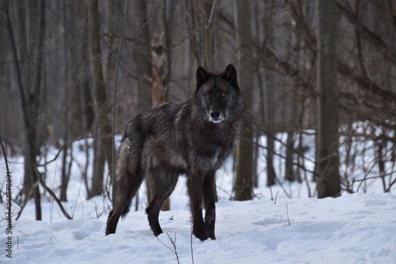 British Columbia Wolf