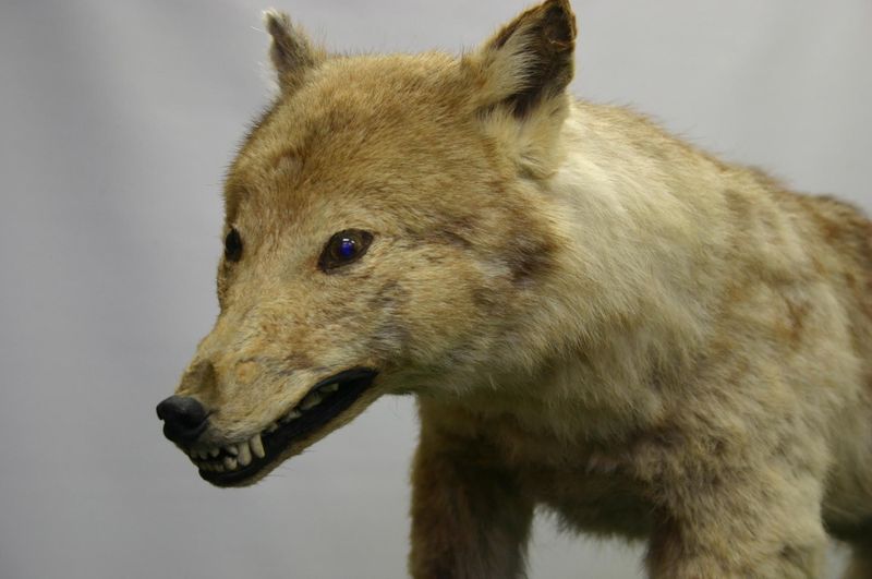 Japanese Wolves Vanished Mysteriously