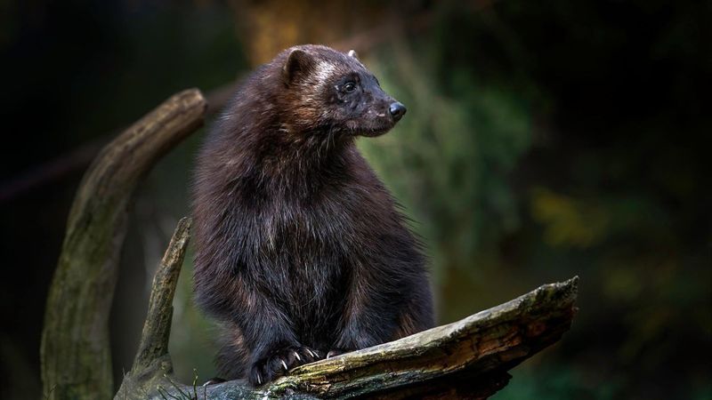 Wolverines: The Mountain Phantoms