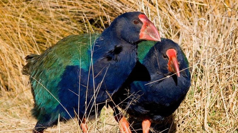 Takahe