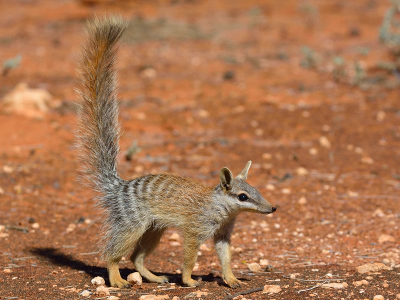 Numbat