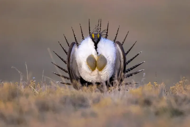 Greater Sage-Grouse: Icon Of The Vanishing West