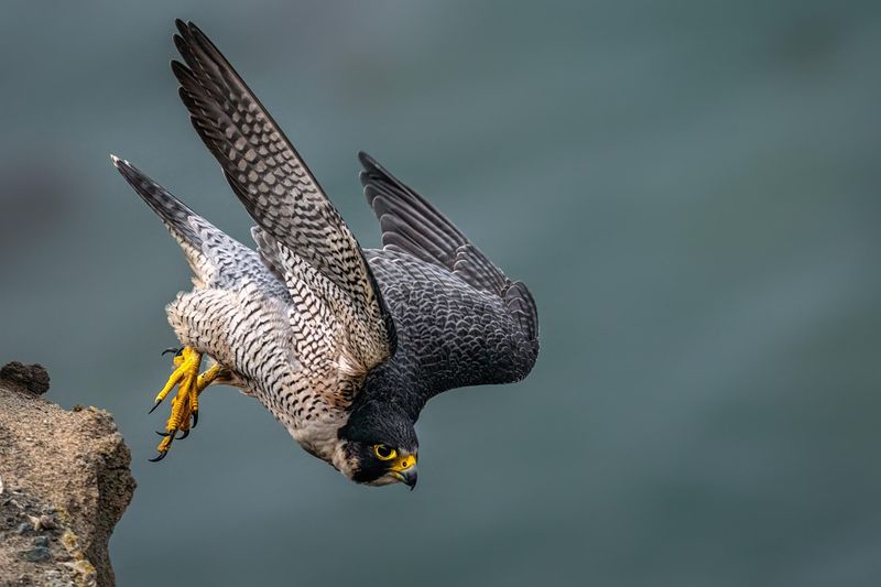 Peregrine Falcon: Speed Demon Of The Skies