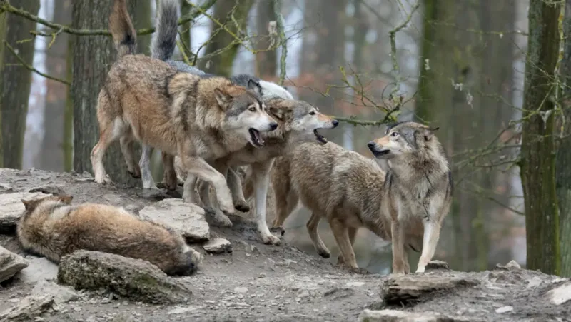 Gray Wolf