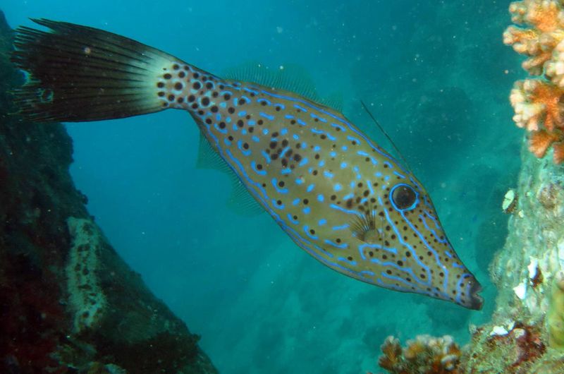 Scrawled Filefish