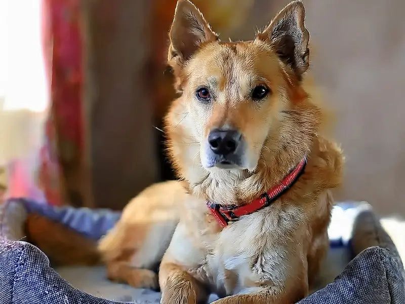Chinook: The Sled Dog Of New Hampshire