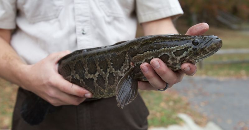 Northern Snakehead