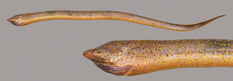 Asian Swamp Eel