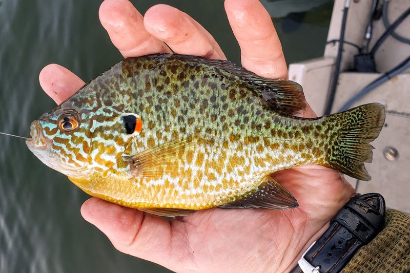 Pumpkinseed Sunfish