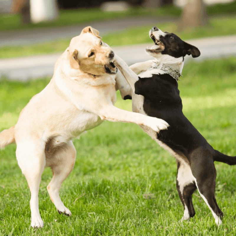 Rough Play Escalates Too Far