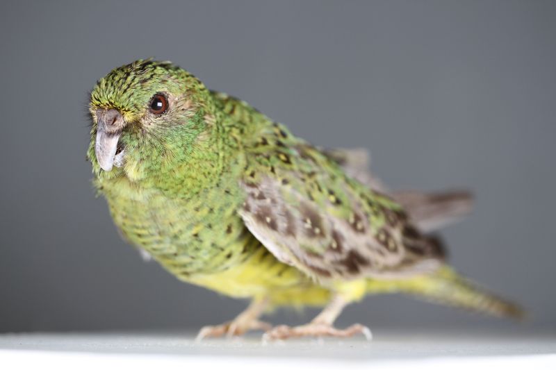 How Experts Finally Spotted The Elusive 'Ghost' Bird After Decades Of Searching