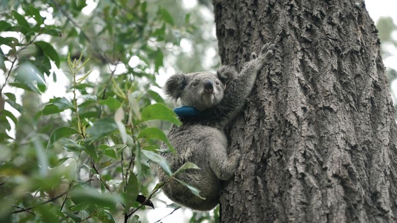 Participate In Koala Surveys