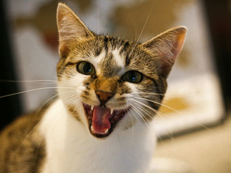Excessive Vocalization