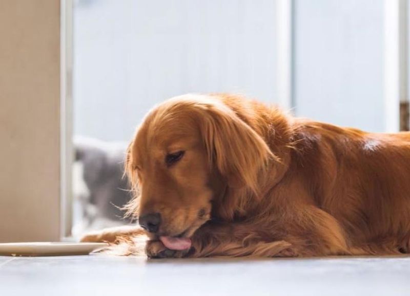 Increased Grooming Or Licking