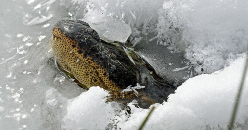 Surprising Hibernation Adaptations