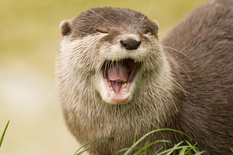 Friendship With Otters