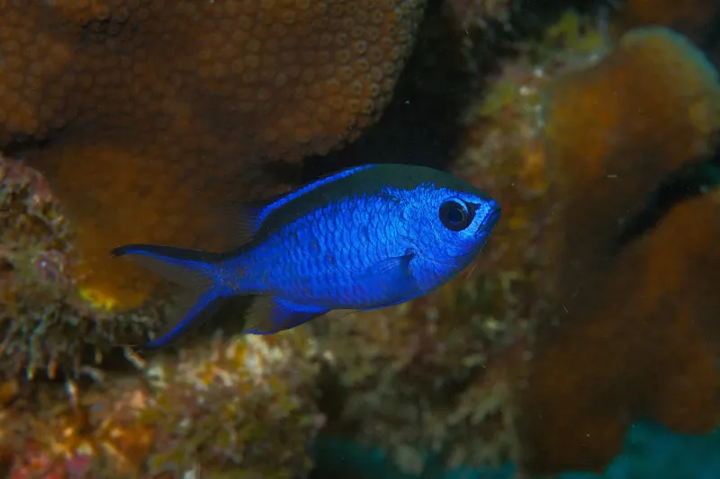 Blue Chromis