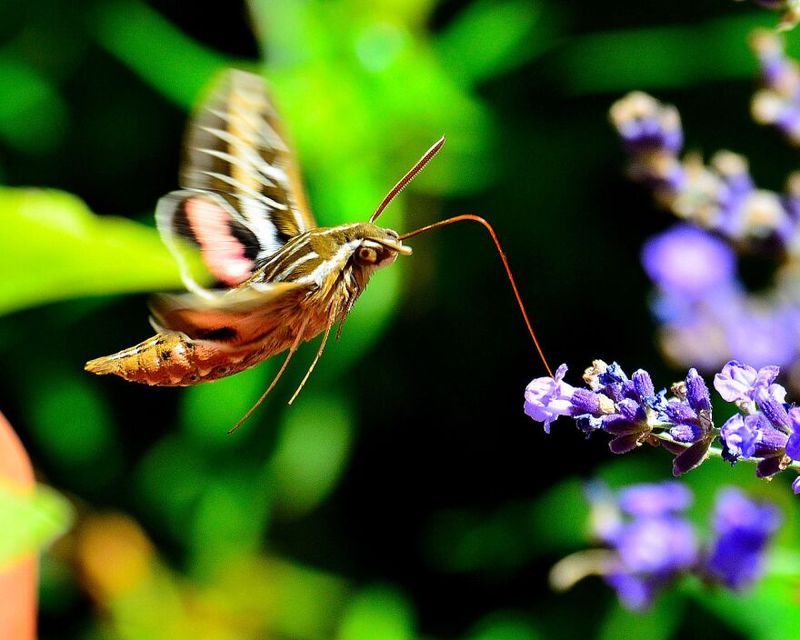 Nocturnal Fluttering Phantoms