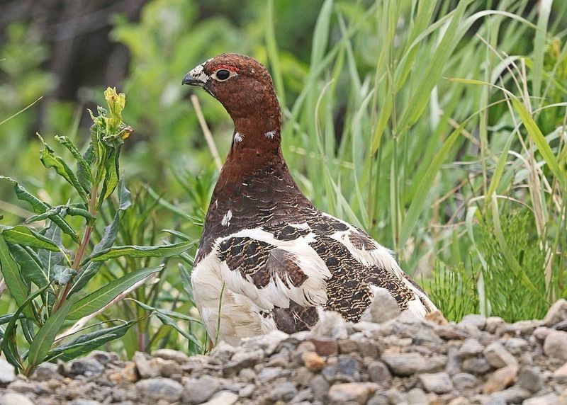 Season-Shifting Ptarmigans