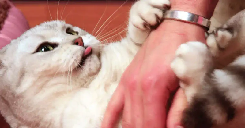 Inappropriate Scratching Of People