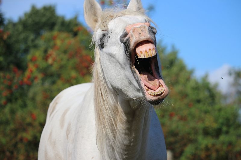 Excessive Yawning In Stressful Situations