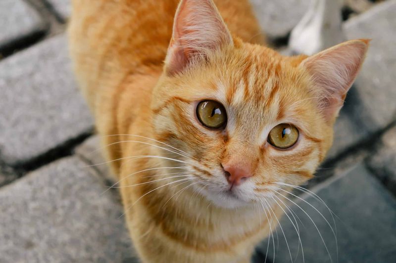 Affectionate Orange Tabby