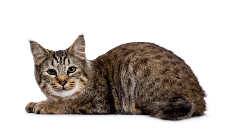 Pixie-Bob: Bobcat Lookalike