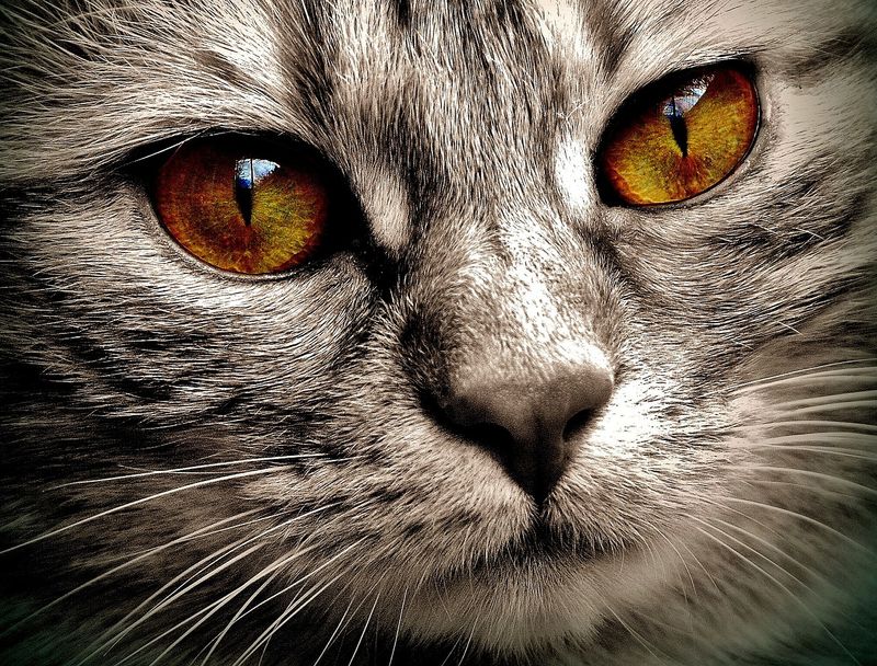 Enigmatic Amber-Eyed Beauties