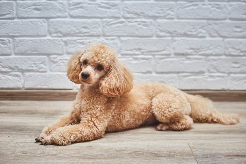 Dignified Companions: Standard Poodles