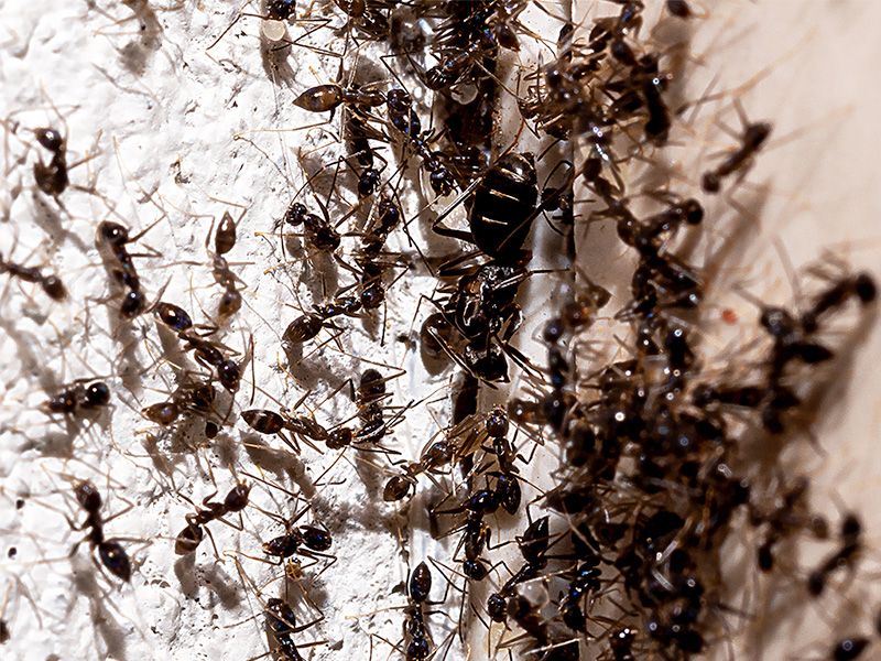 Insect Infestations Require Prompt Action
