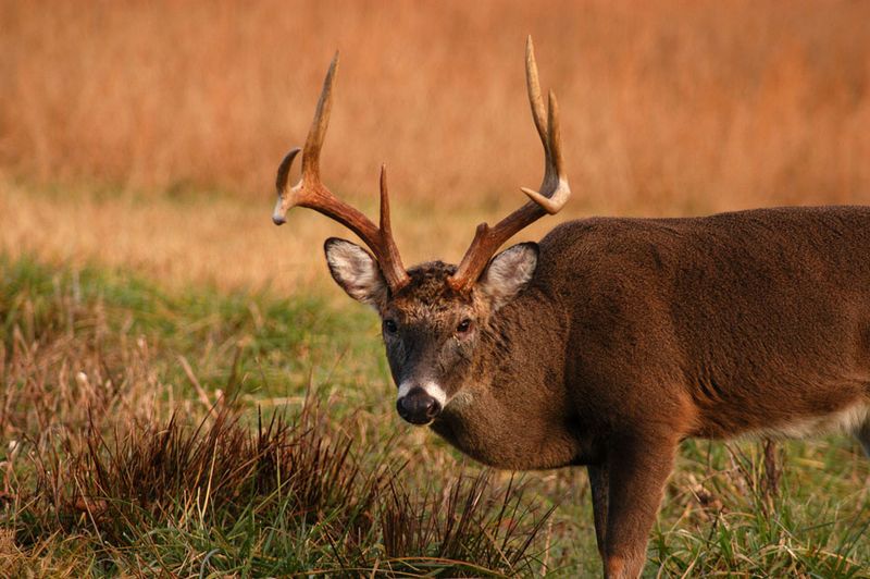 Bucks Develop 'Rut Gut' Weight Loss