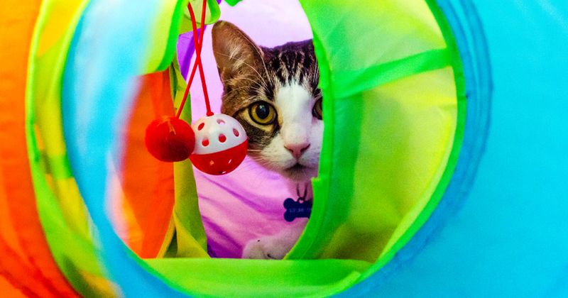 Environmental Enrichment
