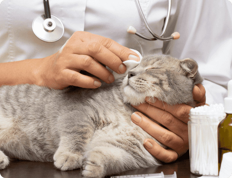 Calm During Vet Visits