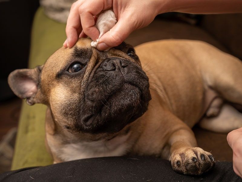 Grooming Sessions