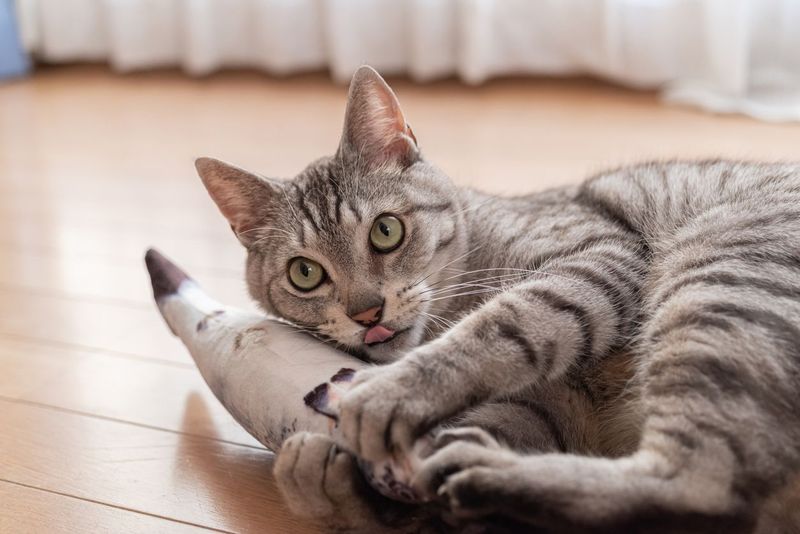 Gentle Play And Interaction