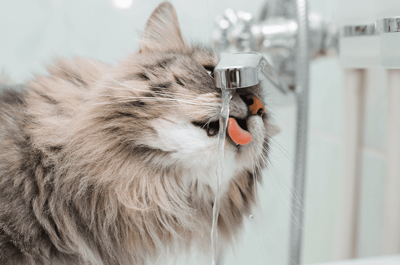 Water Consumption Tracking